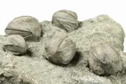 3.2" Plate Of Blastoid (Pentremites) Fossils - Oklahoma -1 pentremites rusticus 2