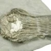 2.4" Fossil Crinoid (Platycrinites) - Crawfordsville, Indiana -1 platycrinites hemisphericus