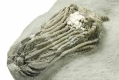 2.4" Fossil Crinoid (Platycrinites) - Crawfordsville, Indiana -1 platycrinites hemisphericus 2