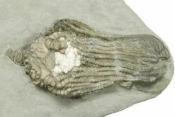 2.4" Fossil Crinoid (Platycrinites) - Crawfordsville, Indiana