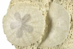 Two Fossil Sand Dollars - France