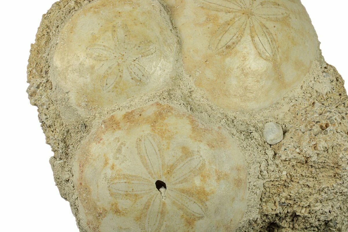 Three Fossil Sand Dollars (Scutella) - France 3 Three Fossil Sand Dollars (Scutella) - France