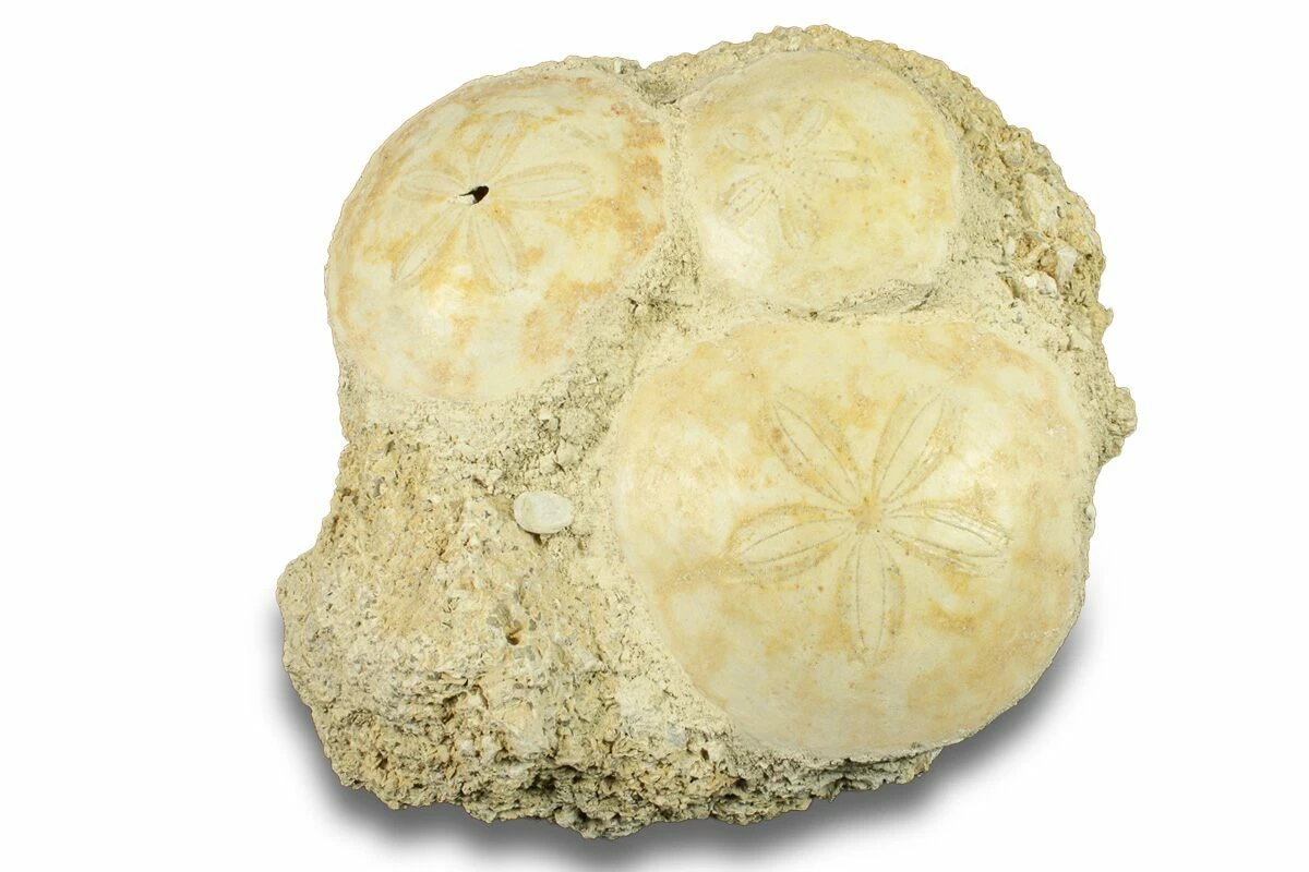 Three Fossil Sand Dollars (Scutella) - France 5 Three Fossil Sand Dollars (Scutella) - France - Image 3