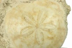 Three Fossil Sand Dollars (Scutella) - France 9 Three Fossil Sand Dollars (Scutella) - France -1 scutella faujasii 8