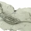 3.8" Fossil Crinoid (Scytalocrinus) - Crawfordsville, Indiana -1 scytalocrinus
