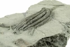 3.8" Fossil Crinoid (Scytalocrinus) - Crawfordsville, Indiana -1 scytalocrinus 3