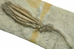 4.6" Fossil Crinoid Plate (Two Species) - Crawfordsville, Indiana -1 scytalocrinus decadactylus parisocrinus crawfordsvillensis 2