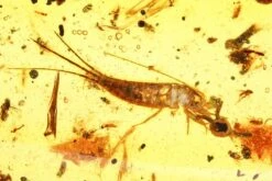 1 -1 suborder auchenorrhyncha order coleoptera order diptera order hymenoptera order zygentoma 1