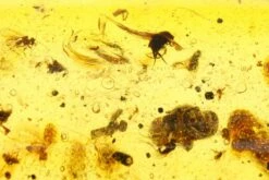 5.6" Polished Colombian Copal (86.4 G) - Contains Cicada Fossil! -1 suborder auchenorrhyncha order coleoptera order diptera order hymenoptera order zygentoma 2