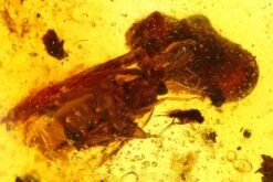 5.6" Polished Colombian Copal (86.4 G) - Contains Cicada Fossil! -1 suborder auchenorrhyncha order coleoptera order diptera order hymenoptera order zygentoma 4