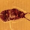 Fossil Wingless Scale Insect (Coccoidea) In Baltic Amber -1 superfamily coccoidea
