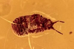 Fossil Wingless Scale Insect (Coccoidea) In Baltic Amber