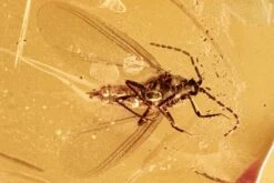 Fossil Scale Insect (Margarodidae?) W/ Spread Wings In Baltic Amber