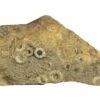 2.95" Cretaceous Fossil Urchin (Trochotiara) Plate - Morocco -1 trochotiara bourgueti 2
