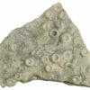 3.2" Cretaceous Fossil Urchin (Trochotiara) Plate - Morocco -1 trochotiara bourgueti 3