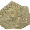 3" Cretaceous Fossil Urchin (Trochotiara) Plate - Morocco -1 trochotiara bourgueti 4