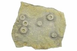 2.3" Cretaceous Fossil Urchin (Trochotiara) Plate - Morocco