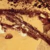Oxidized Fossil Twig Vestiges In Baltic Amber 1 Oxidized Fossil Twig Vestiges In Baltic Amber -1 unidentified