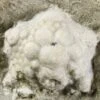 1.25" Fossil Crinoid Calyx - Crawfordsville, Indiana -1 unidentified 20