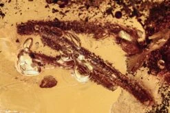 Oxidized Fossil Twig Vestiges In Baltic Amber