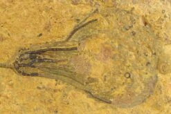 8.6" Ordovician Fossil Crinoid - Marzane, Morocco -1 unidentified 26