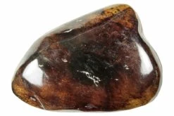 1.9" Polished Chiapas Amber (14.1 G) - Mexico