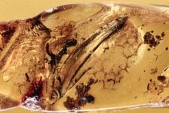 Detailed Fossil Leaf In Baltic Amber