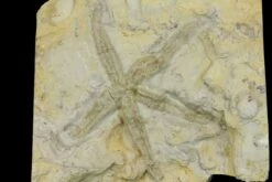2.7" Rare, Ordovician Starfish (Urasterella) Fossil - Oklahoma
