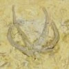 Rare Ordovician Starfish With Crinoid & Trilobite Fossils - Oklahoma 2 Rare Ordovician Starfish With Crinoid & Trilobite Fossils - Oklahoma -1 urasterella sp hybocrinus nanillaenus