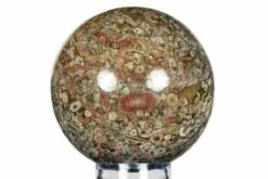 3.8" Colorful, Fossil Crinoid Stems In Limestone Sphere -1 various crinoids 1